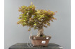 Bonsái Bosque Acer Palmatum ? Arce Japonés JP70/2