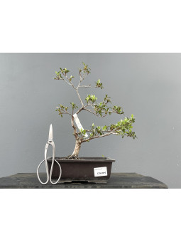 Prebonsái Rhododendron Indicum ? Azalea JP111/7