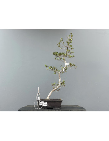 Prebonsái Rhododendron Indicum ? Azalea JP111/8