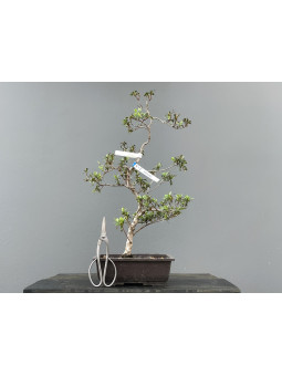 Prebonsái Rhododendron Indicum ? Azalea JP111/5