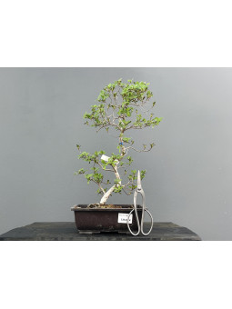 Prebonsái Rhododendron Indicum ? Azalea JP111/6