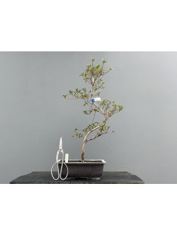 Prebonsái Rhododendron Indicum ? Azalea JP111/2