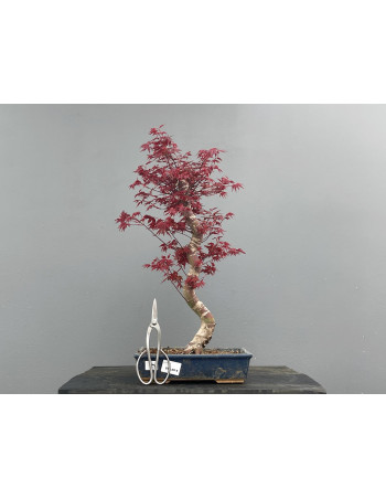 Bonsái Acer Palmatum ? Arce Japonés JP21