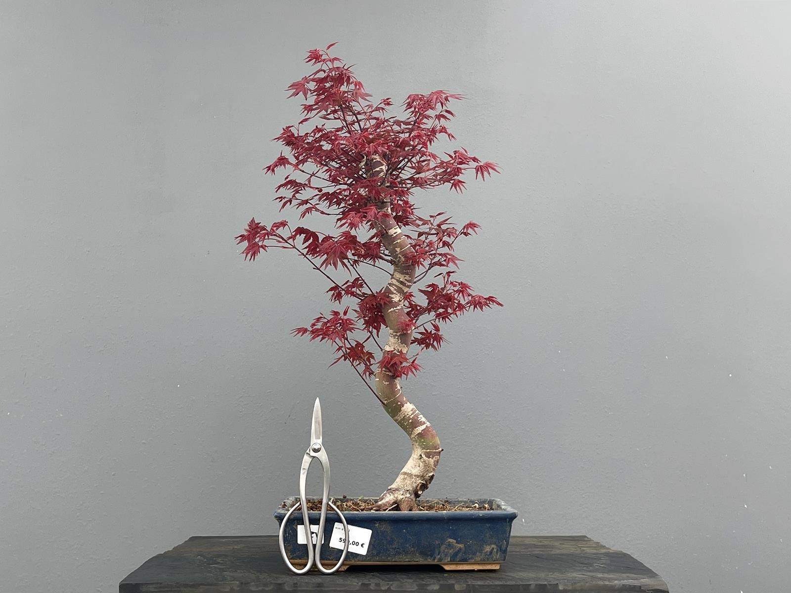 Bonsái Acer Palmatum ? Arce Japonés JP21
