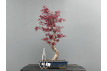 Bonsái Acer Palmatum ? Arce Japonés JP21