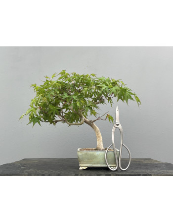 Bonsái Acer Palmatum ? Arce Japonés JP30/1