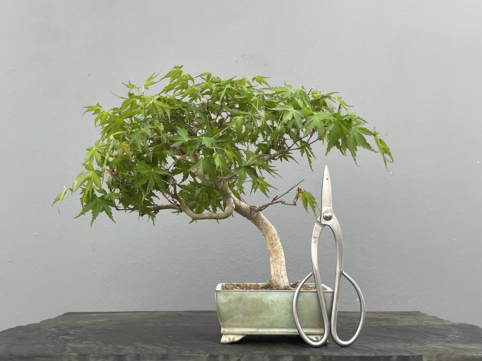 Bonsái Acer Palmatum ? Arce Japonés JP30/1