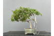 Bonsái Acer Palmatum ? Arce Japonés JP30/1