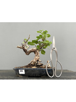 Bonsái Viburnum ? Árbol Caminante JP122/3