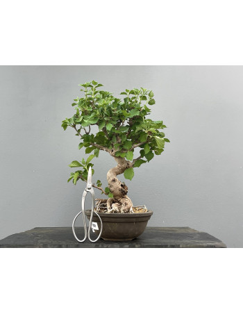Bonsái Viburnum ? Árbol Caminante JP122/1