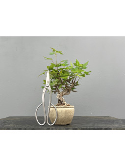 Bonsái Acer Buergerianum ? Arce Japonés JP88