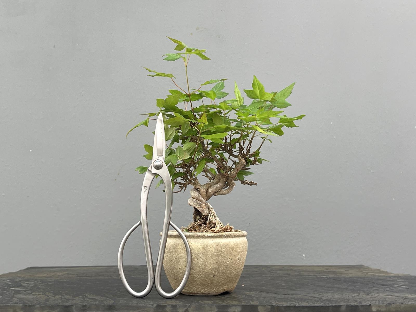 Bonsái Acer Buergerianum ? Arce Japonés JP88