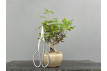 Bonsái Acer Buergerianum ? Arce Japonés JP88
