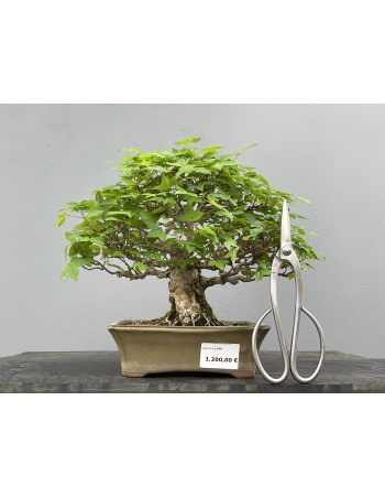 Bonsái Acer Buergerianum ? Arce Japonés JP89