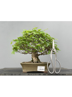 Bonsái Acer Buergerianum ? Arce Japonés JP89