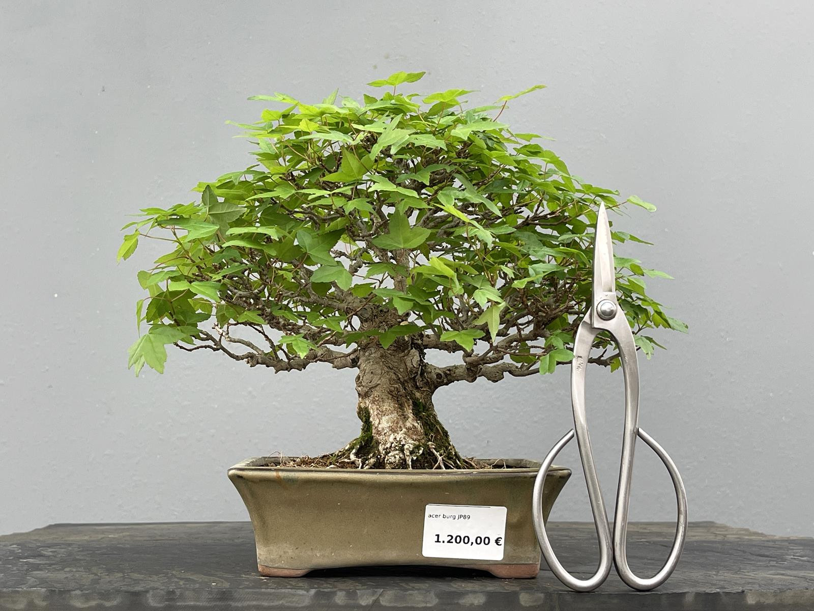 Bonsái Acer Buergerianum ? Arce Japonés JP89