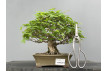 Bonsái Acer Buergerianum ? Arce Japonés JP89