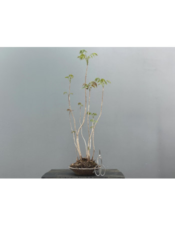Bonsái Toxicodendron ? Rhus JP32