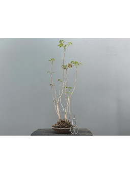 Bonsái Toxicodendron ? Rhus JP32