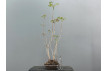 Bonsái Toxicodendron ? Rhus JP32
