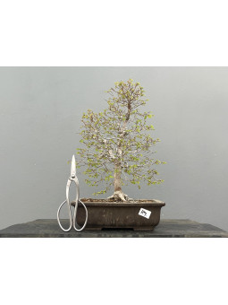 Prebonsái Zelkova Serrata ? Olmo JP124