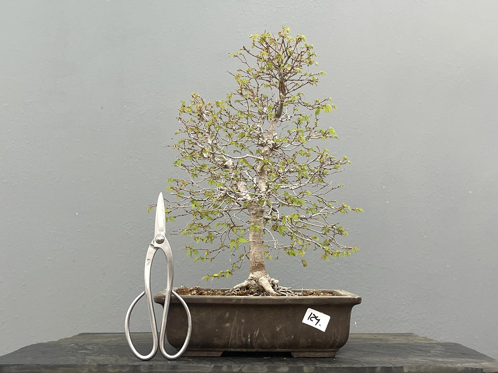 Prebonsái Zelkova Serrata ? Olmo JP124