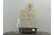 Prebonsái Zelkova Serrata ? Olmo JP124
