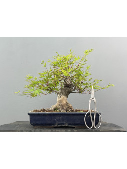 Bonsái Acer Palmatum ? Arce Japonés JP78