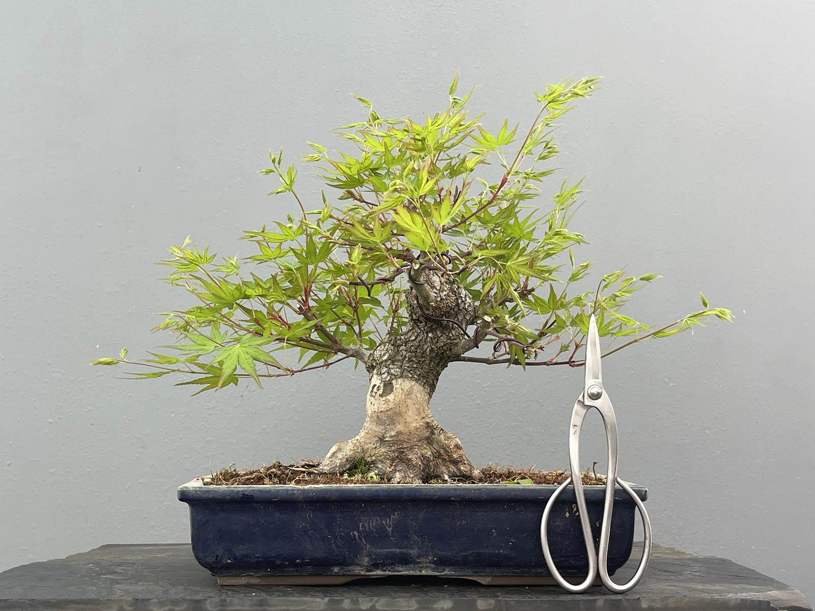 Bonsái Acer Palmatum ? Arce Japonés JP78