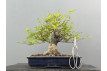 Bonsái Acer Palmatum ? Arce Japonés JP78