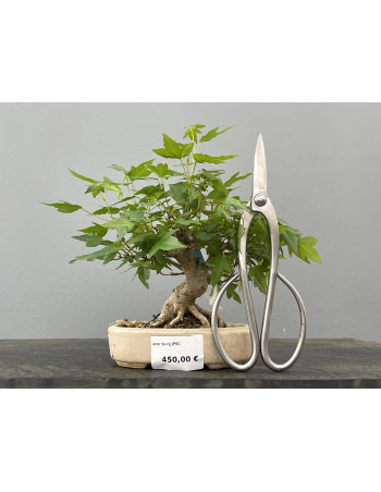 Bonsái Acer Buergerianum ? Arce Japonés JP91