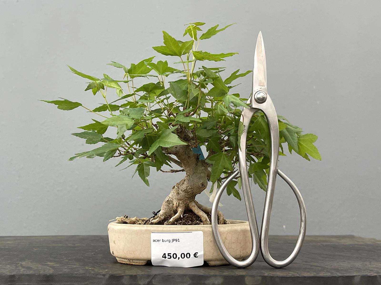 Bonsái Acer Buergerianum ? Arce Japonés JP91
