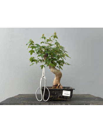 Bonsái Acer Buergerianum ? Arce Japonés JP23/2