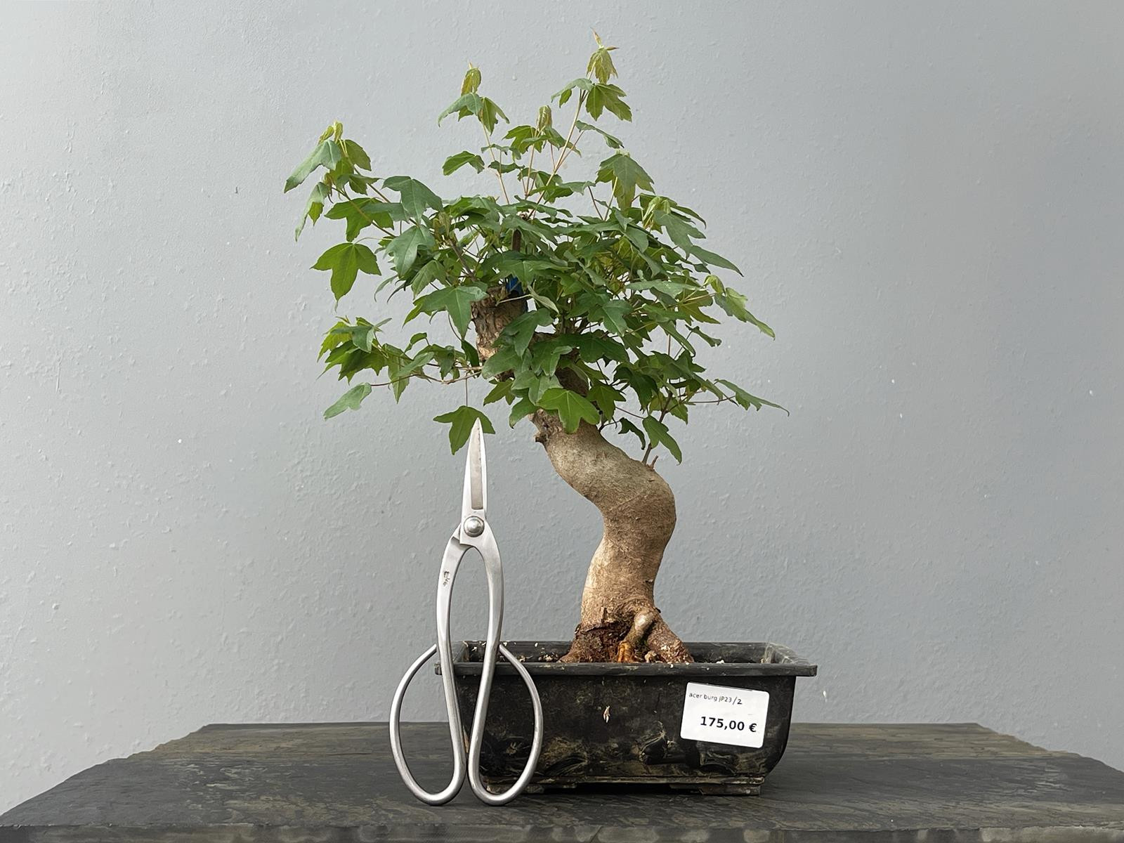 Bonsái Acer Buergerianum ? Arce Japonés JP23/2