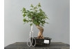 Bonsái Acer Buergerianum ? Arce Japonés JP23/2