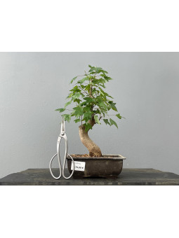 Bonsái Acer Buergerianum ? Arce Japonés JP23/1