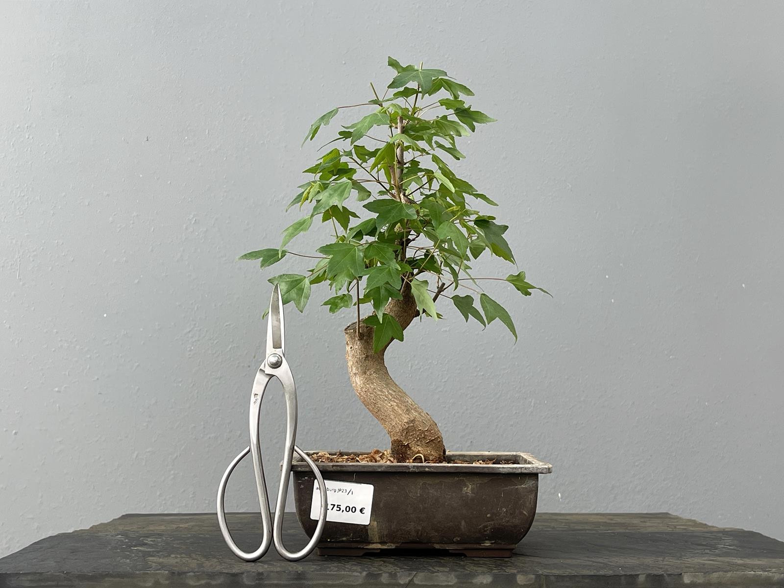 Bonsái Acer Buergerianum ? Arce Japonés JP23/1