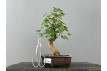 Bonsái Acer Buergerianum ? Arce Japonés JP23/1