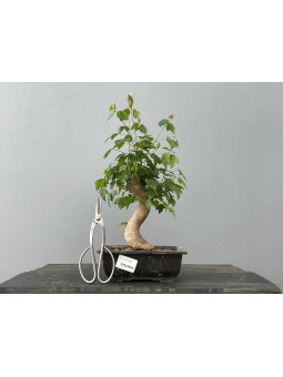 Bonsái Acer Buergerianum ? Arce Japonés JP23/3