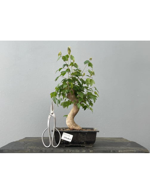 Bonsái Acer Buergerianum ? Arce Japonés JP23/3