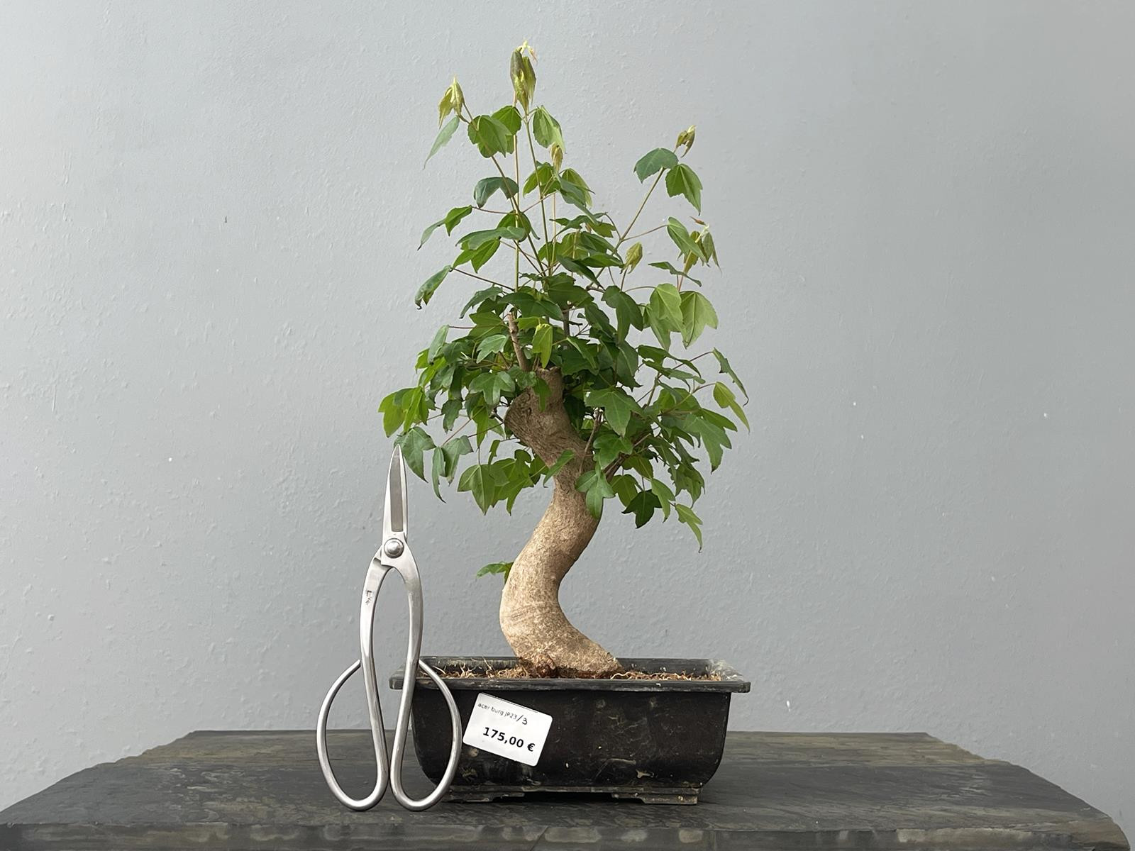 Bonsái Acer Buergerianum ? Arce Japonés JP23/3