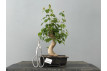 Bonsái Acer Buergerianum ? Arce Japonés JP23/3