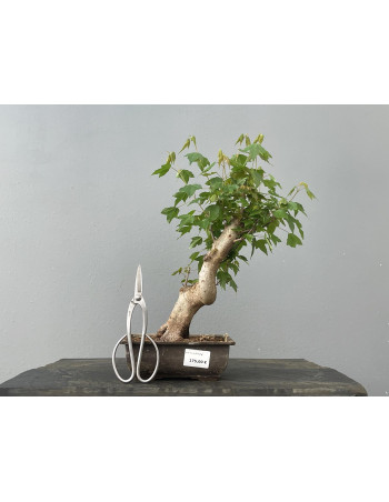 Bonsái Acer Buergerianum ? Arce Japonés JP23/4