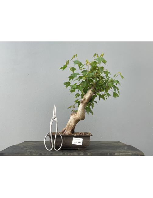 Bonsái Acer Buergerianum ? Arce Japonés JP23/4