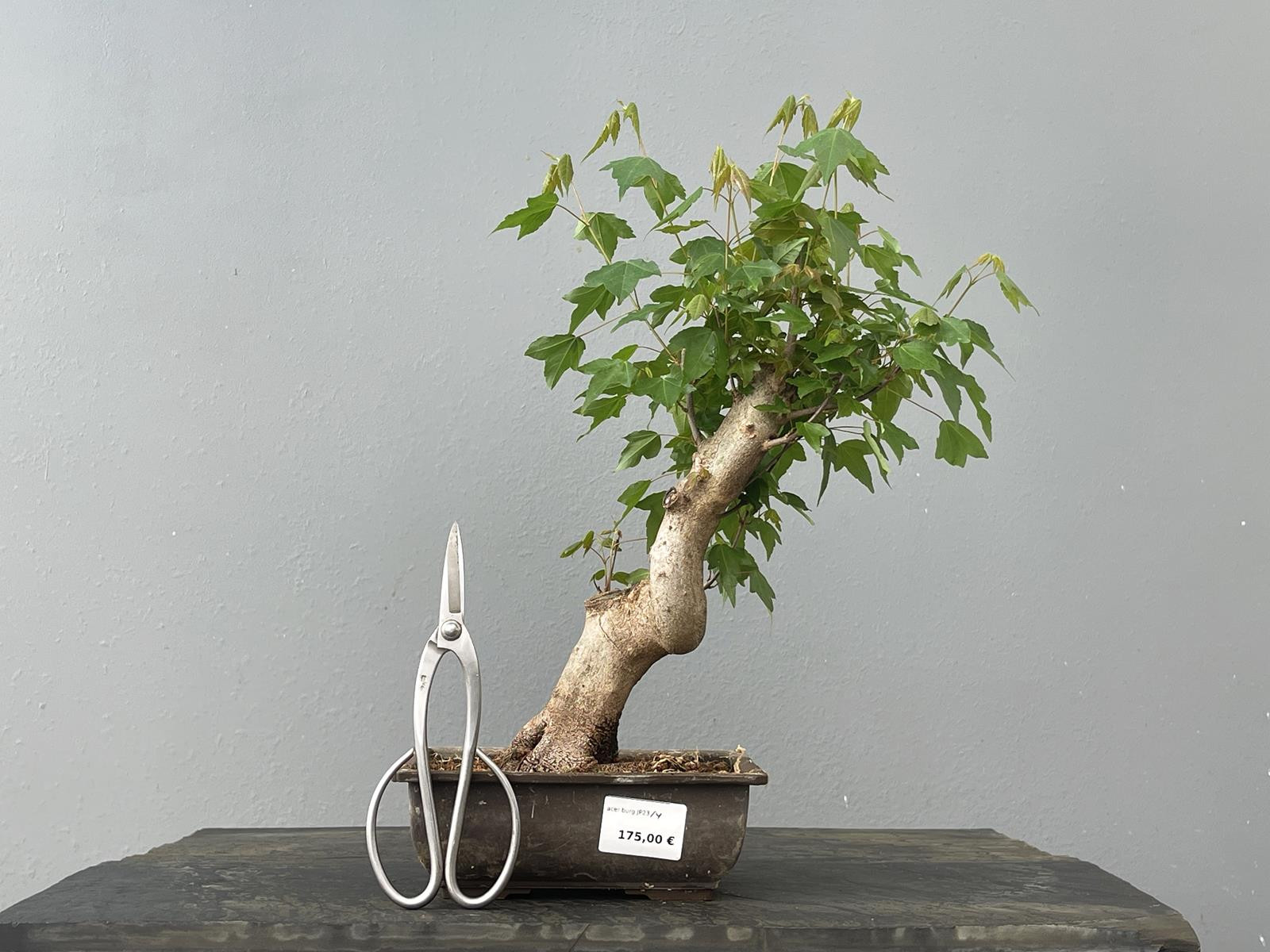Bonsái Acer Buergerianum ? Arce Japonés JP23/4