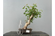 Bonsái Acer Buergerianum ? Arce Japonés JP23/4