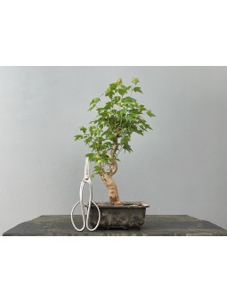 Bonsái Acer Buergerianum ? Arce Japonés JP25/5