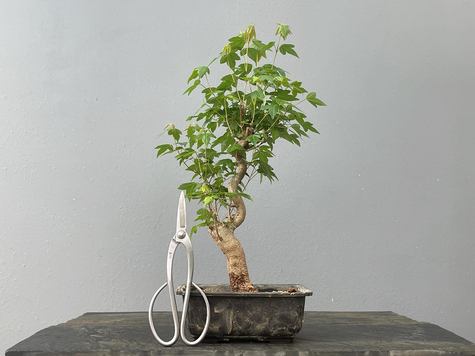 Bonsái Acer Buergerianum ? Arce Japonés JP25/5