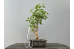 Bonsái Acer Buergerianum ? Arce Japonés JP25/5