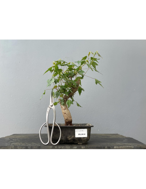 Bonsái Acer Buergerianum ? Arce Japonés JP25/4